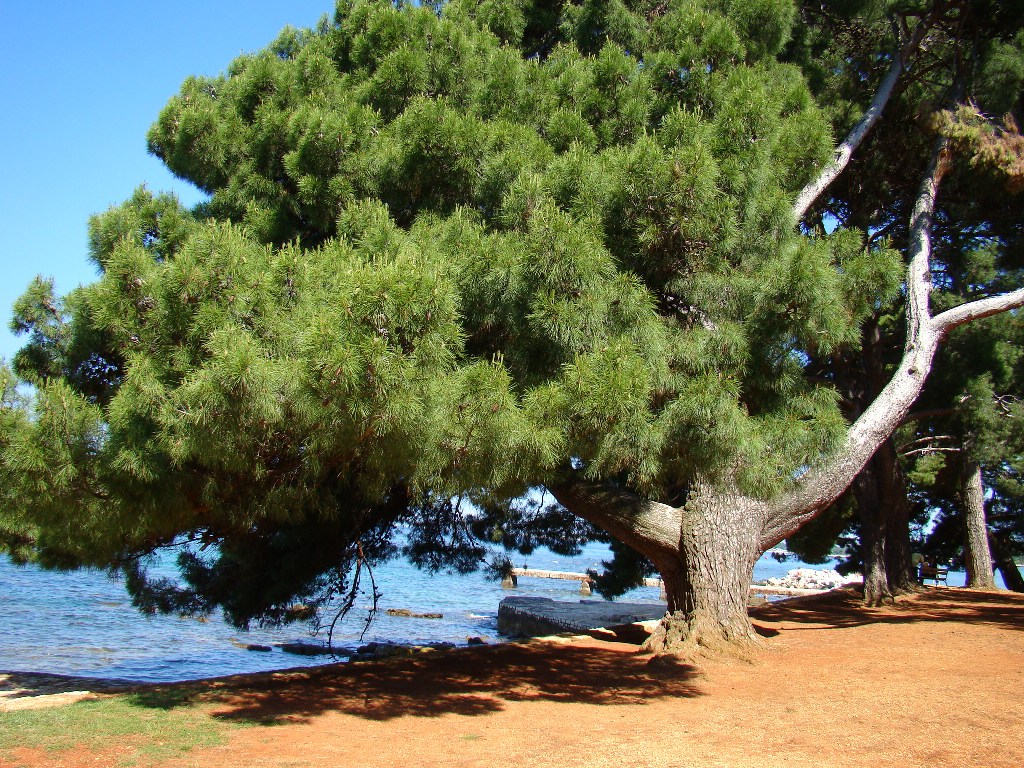 Porec